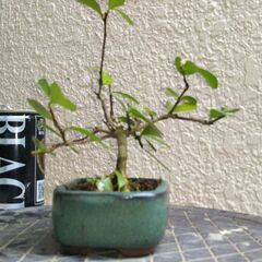 ミニ盆栽ハリツルマサキ（方言名マッコウ）の画像