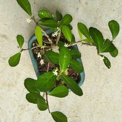 ミニ盆栽ハリツルマサキ（方言名マッコウ）の画像