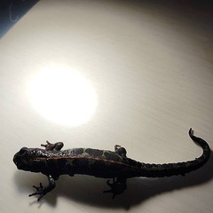 自家繁殖2024年産マダライモリB級品（体長約9㎝）の画像