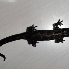 自家繁殖2024年産マダライモリB級品（体長約9㎝）の画像