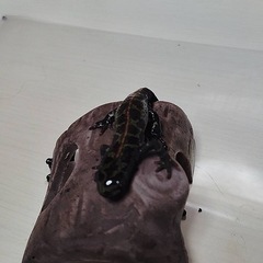 自家繁殖2024年産マダライモリB級品（体長約9㎝）の画像