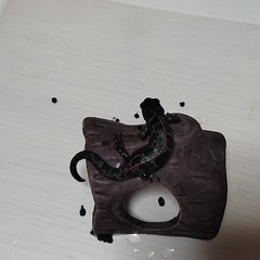 自家繁殖2024年産マダライモリB級品（体長約9㎝）の画像