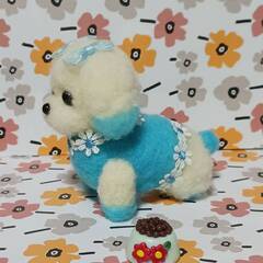 羊毛フェルトのスカイ色の服を着た可愛いマルチーズ 　餌付きの画像