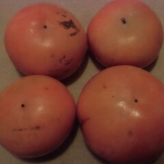 ふぞろい 無農薬 小さめ 柿 1個 20円にてお譲りします。◎最大10個ぐらい◎即日対応可の画像