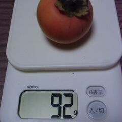 ふぞろい 無農薬 小さめ 柿 1個 20円にてお譲りします。◎最大10個ぐらい◎即日対応可の画像