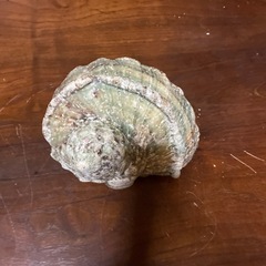 巻き貝の置物の画像