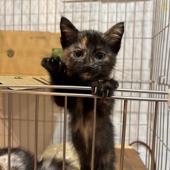 甘えん坊なベイビーサビ猫ちゃん