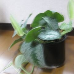 観葉植物♡スキンダプサス トレビー オオシラフカズラ♡4号鉢の画像