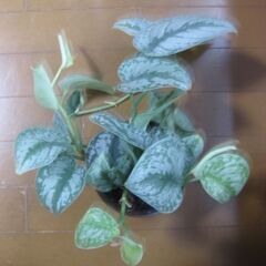観葉植物♡スキンダプサス トレビー オオシラフカズラ♡4号鉢の画像