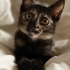 超絶♡甘えんぼ サビ猫ちゃん♀