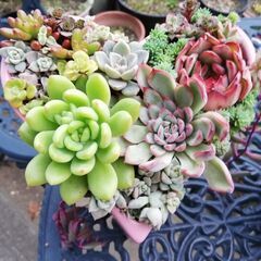 7ー11月に咲く素敵な秋の苗木の画像