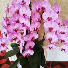 7ー11月に咲く素敵な秋の苗木の画像