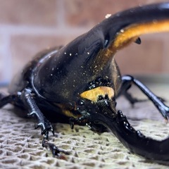 DHヘラクレスオオカブト幼虫の画像