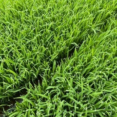 発送可❗️新米 玄米 はれわたりの画像