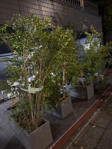 15万円分以上観葉植物