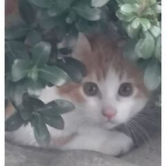 子猫の里親募集中。一匹のみ譲渡先決定。