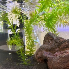 【無農薬】水草　アナカリスの画像