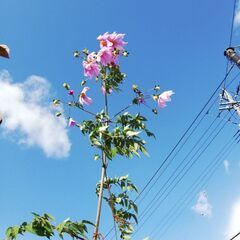 7ー11月に咲く素敵な秋の苗木の画像