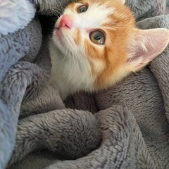 お話中　茶白ちゃん　男の子🐈‍⬛