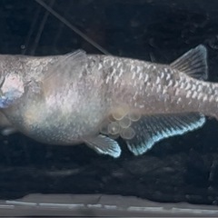 蛇墨式　澪　メダカ　1ペア　の画像