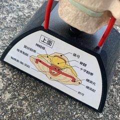 頸椎機能模型 整体 骨格標本 医療機関用 大正富山医薬品の画像