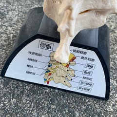 頸椎機能模型 整体 骨格標本 医療機関用 大正富山医薬品の画像