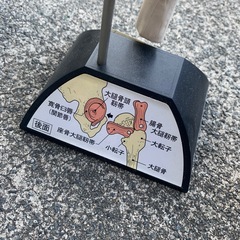 股関節機能模型 整体 骨格標本 医療機関用 骨盤 大正富山医薬品の画像