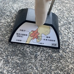 股関節機能模型 整体 骨格標本 医療機関用 骨盤 大正富山医薬品の画像