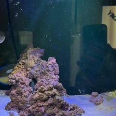 海水魚、熱帯魚Spectra 30W LEDアクアリウムライトの画像