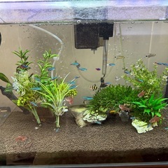 水槽　熱帯魚　水槽台
の画像