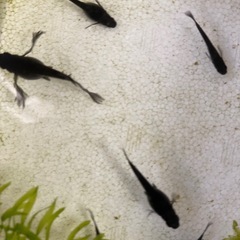 メダカ　紂王　10匹
の画像