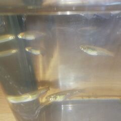 MIXメダカ♀7匹 二色因子 KWF因子の画像