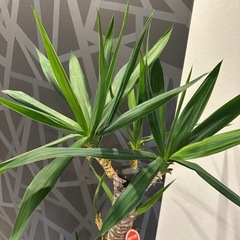お取引き中　観葉植物　ユッカ　青年の木の画像