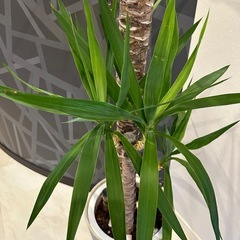 お取引き中　観葉植物　ユッカ　青年の木の画像