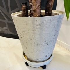 お取引き中　観葉植物　ユッカ　青年の木の画像