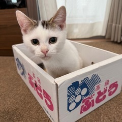 【里親様決定】保護猫ちゃん