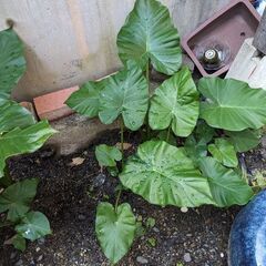 クワズイモ差し上げます。の画像