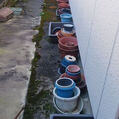 植木鉢無料で差し上げます　　引き取り限定の画像