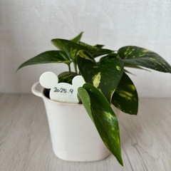 観葉植物　ポトスの画像