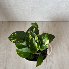 観葉植物　ポトスの画像