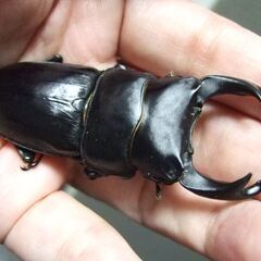 奈良県産オオクワガタ F1 ♂72.8ミリ ♀46.7ミリ ペアの画像