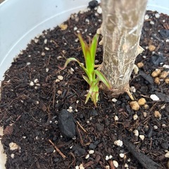 新しい芽も出て来ました！最終値下げ★ドラセナ・コンシンネ★？千年木の画像