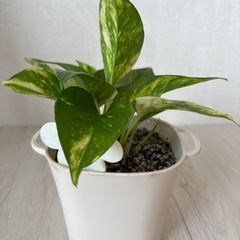 観葉植物　ポトス　②
の画像