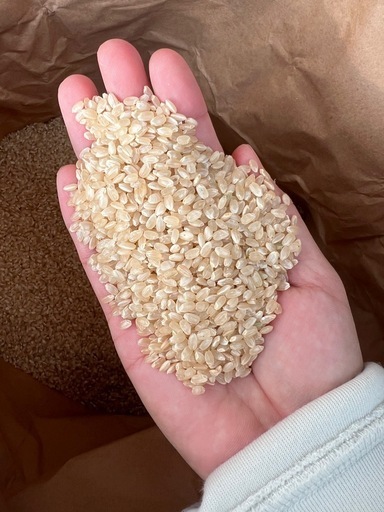 お米　新米　コシヒカリ　玄米　③