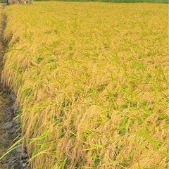 お米　新米　コシヒカリ　玄米　③の画像