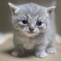 家族が決まりました✨短足マンチカンの女の子💕