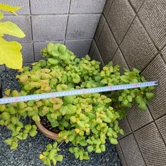 スモークツリー植木　（リトルルビー ）の画像