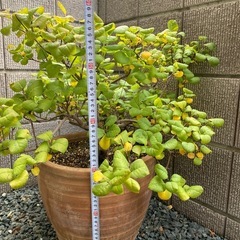 スモークツリー植木　（リトルルビー ）の画像