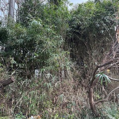 笹竹　伐採木の画像