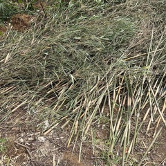 笹竹　伐採木の画像